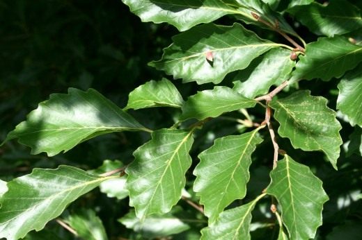 Бук (Fagus)