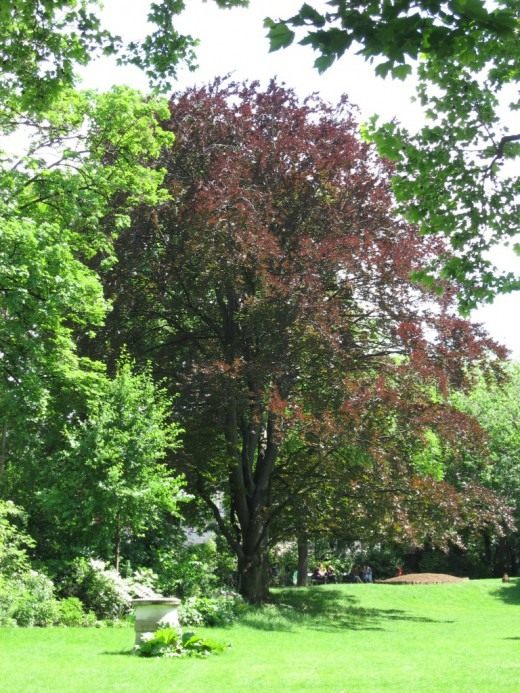 Бук (Fagus)