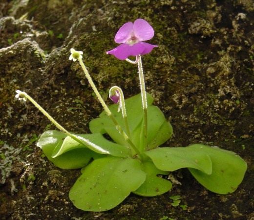 Жирянка (Butterworts)