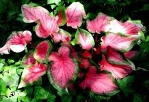 Каладиум "Розовая симфония" (Caladium 'Pink Symphony')