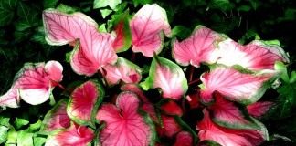 Каладиум "Розовая симфония" (Caladium 'Pink Symphony')