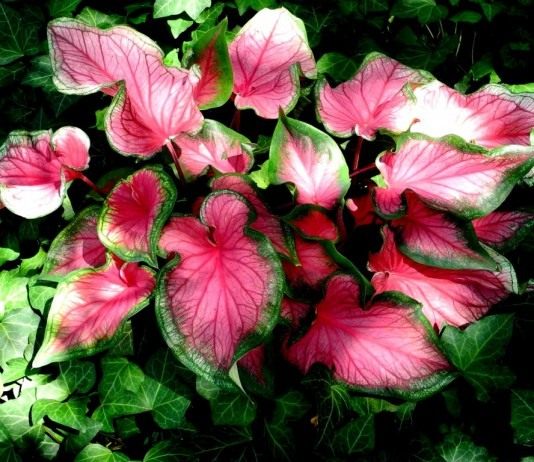 Каладиум "Розовая симфония" (Caladium 'Pink Symphony')