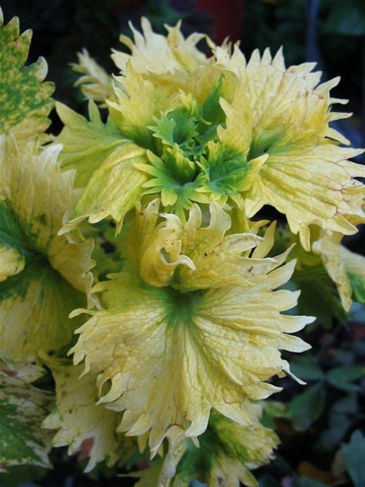 Колеус (Coleus)