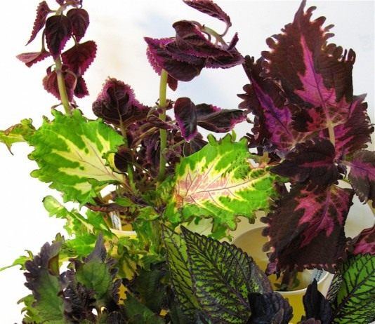 Артистичный и демократичный - Цветник и ландшафт