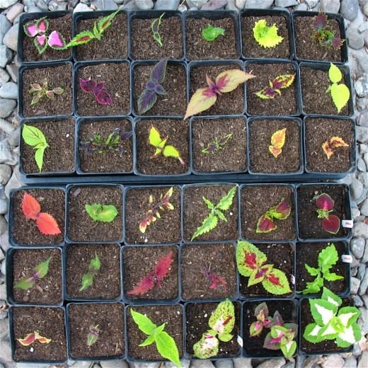 Колеус (Coleus)