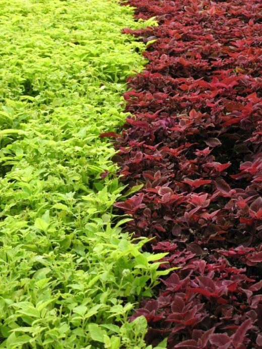Колеус (Coleus)