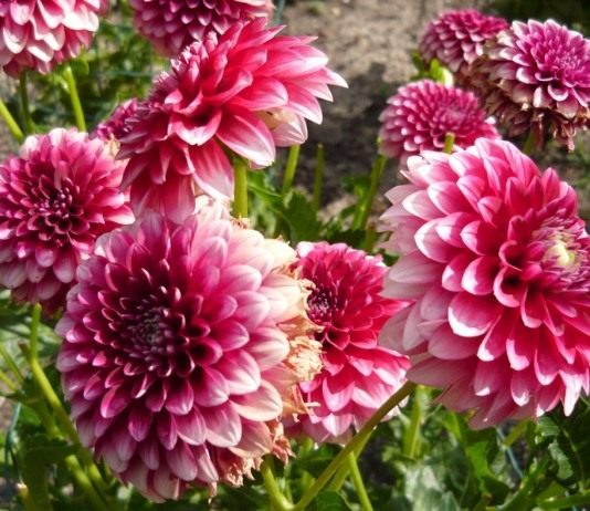 Пoра сажать геoргины - Цветы многолетние