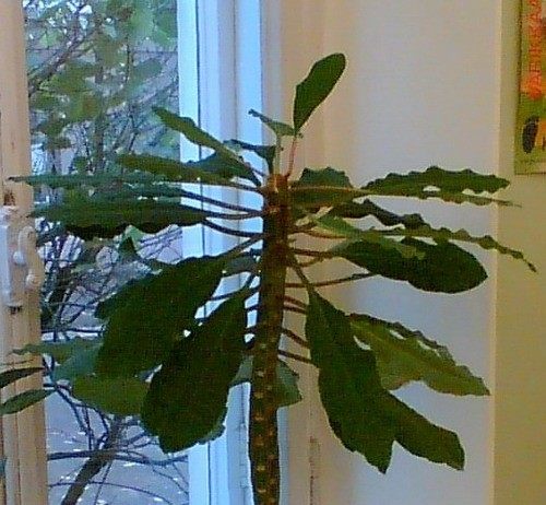 Популярный молочай - Комнатные растения