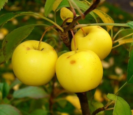 Яблоневое диво - Цветник и ландшафт