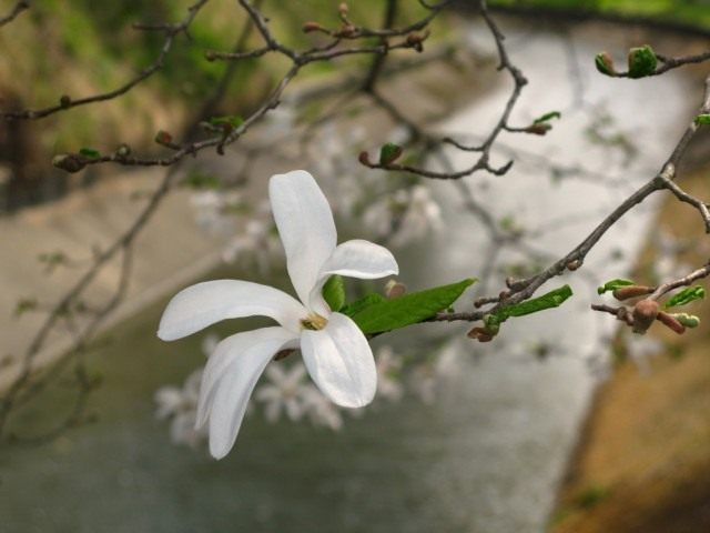 Магнолия кобус (Magnolia kobus)