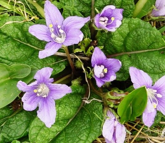 Цветки Мандрагоры