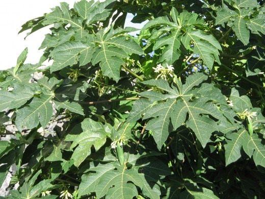 Папайя (Papaya)