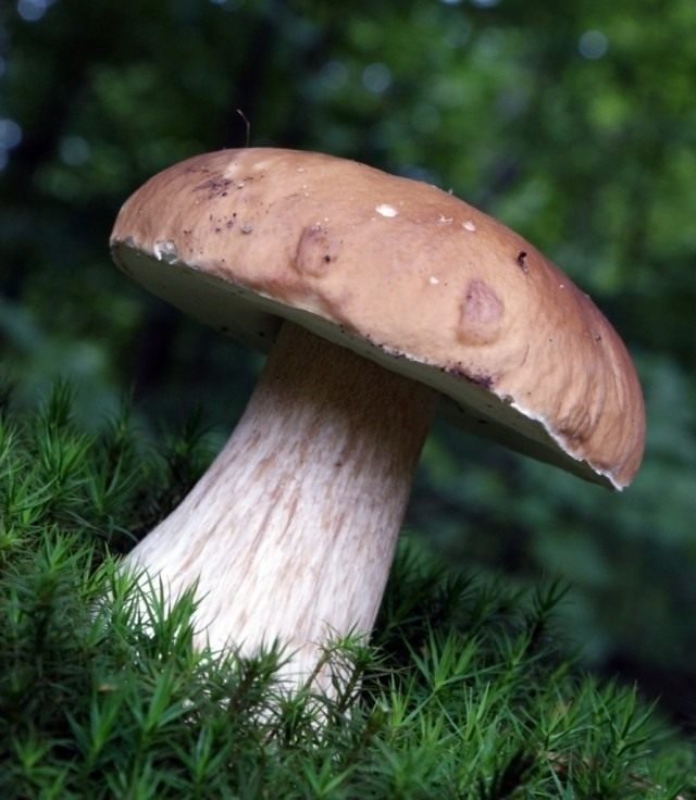 Белый гриб (Boletus edulis) Белый гриб (Boletus edulis)
