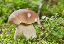 Белый гриб (Boletus edulis)