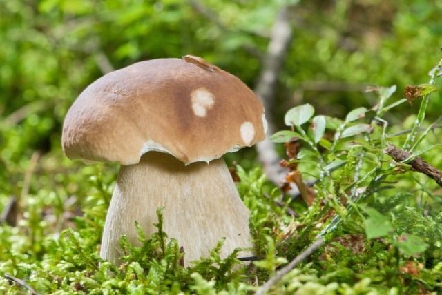 Белый гриб (Boletus edulis) Белый гриб (Boletus edulis)