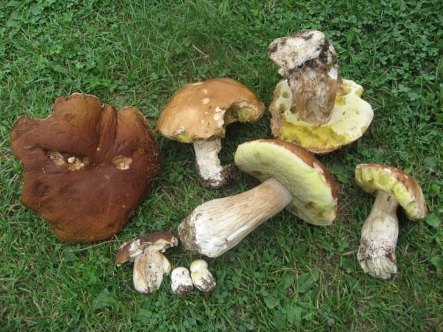 Белый гриб (Boletus edulis) Белый гриб (Boletus edulis)