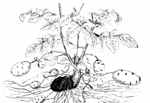 Иллюстрация из учебника ботаники для колледжей. Г. Фишер, Йена 1900г