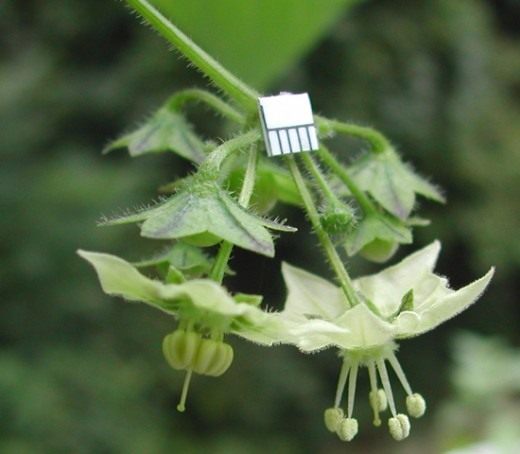 Сараха овощная (Saracha edulis) Сараха овощная (Saracha edulis)