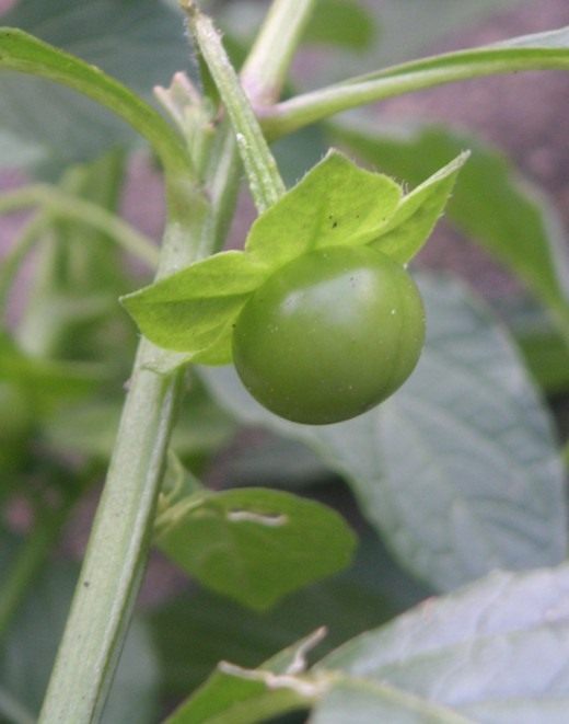 Сараха овощная (Saracha edulis) Сараха овощная (Saracha edulis)