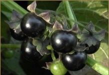 Сараха овощная (Saracha edulis)