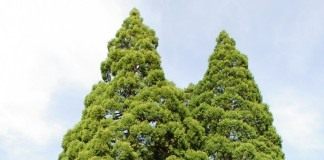 Секвойядендроны гигантские возле здания суда Хилсборо, Орегон, США