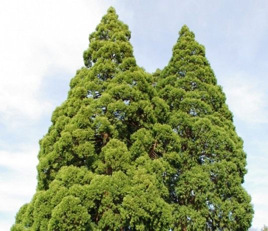 Секвойядендроны гигантские возле здания суда Хилсборо, Орегон, США