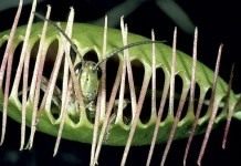 Кузнечик пойманный Венериной мухоловкой (Grasshopper caught Venus flytrap)