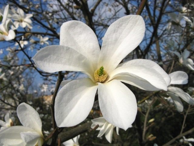 Магнолия иволистная (Magnolia salicifolia)