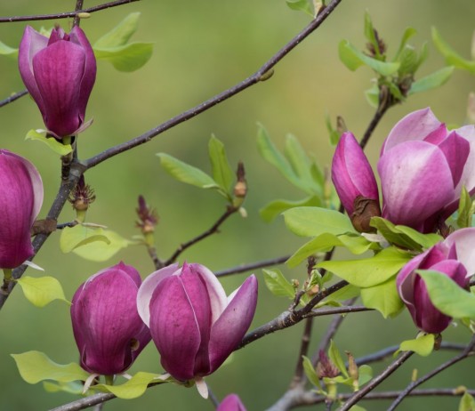 Магнолия лилиецветная (Magnolia liliiflora)