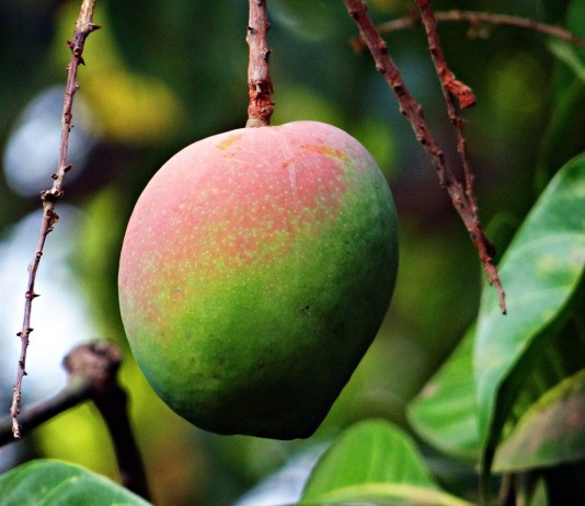 Манго — сочный плод - Редкие и необычные Манго — сочный плод