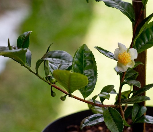 Чайный куст в горшке