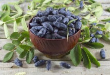 Жимолость (Lonicera)