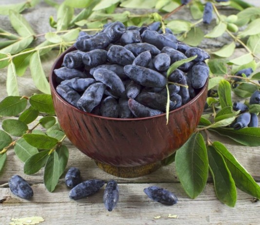 Жимолость (Lonicera)