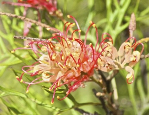 Эсхинантус (Aeschynanthus)
