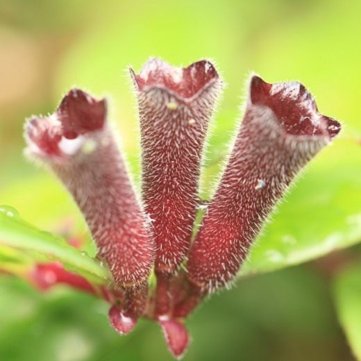 Эсхинантус (Aeschynanthus)
