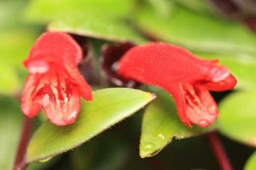 Эсхинантус (Aeschynanthus)