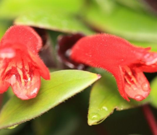 Эсхинантус любит влагу - Красивоцветущие