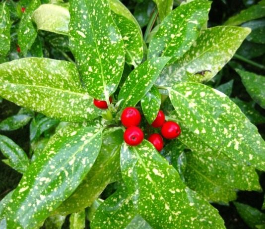 Плоды Аукубы японской