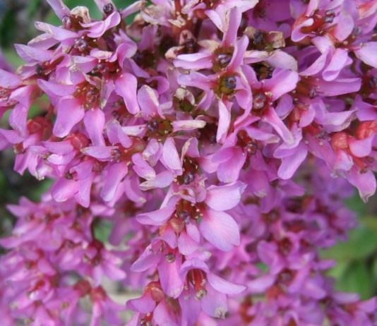 Цветы Бадана