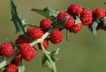 Марь многолистная, Жминда, земляничный шпинат (Chenopodium capitatum)