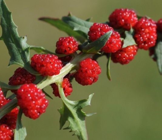 Марь многолистная, Жминда, земляничный шпинат (Chenopodium capitatum)