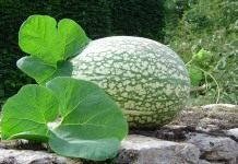 Фицефалия или тыква фиголистная (Cucurbita ficifolia or Chilacayote)