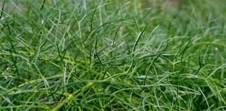 Укроп (лат. Anethum graveolens)