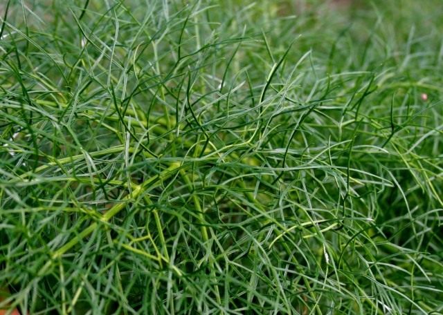 Укроп (лат. Anethum graveolens)