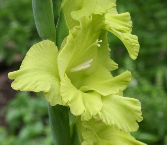 Гладиолус, сорт 'Green Star'