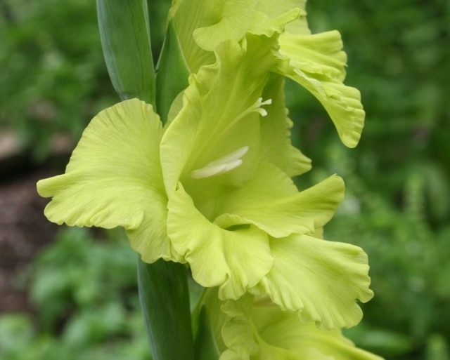 Гладиолус, сорт 'Green Star'