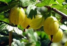 Секреты выращивания крыжовника