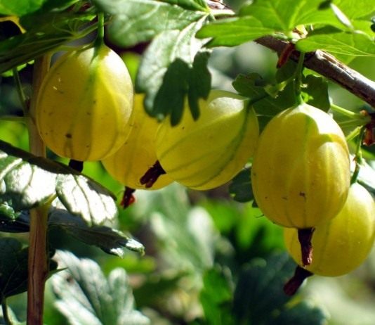 Секреты выращивания крыжовника - Ягодник Секреты выращивания крыжовника