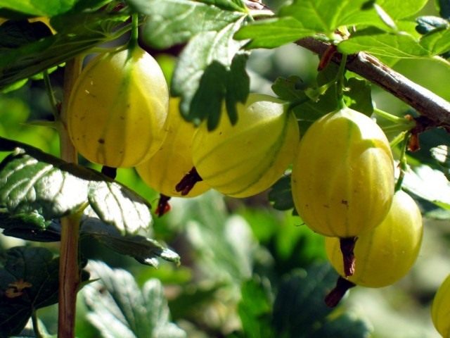 Секреты выращивания крыжовника
