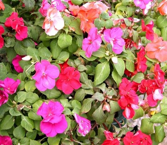 Бальзамин, Недотрога, Ванька-мокрый, или Огонёк